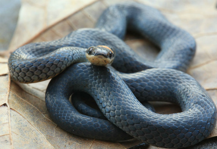 Northern Ringneck Snake